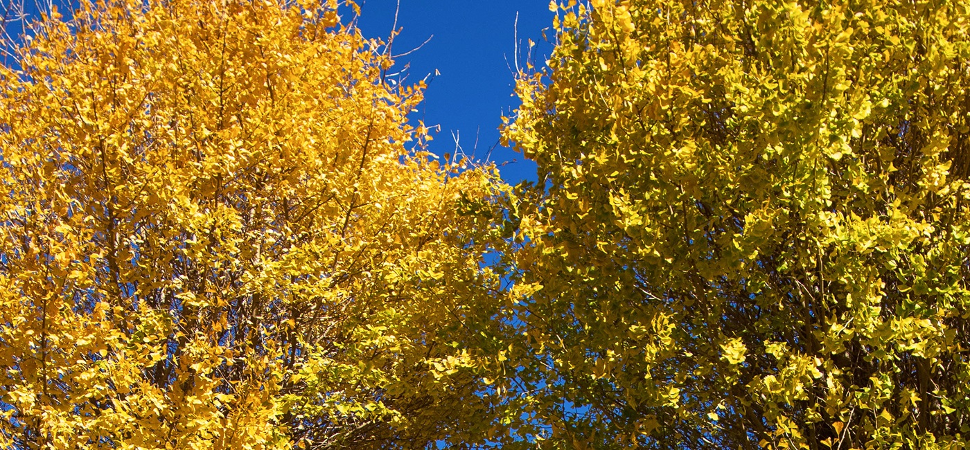 黄色に色づいたイチョウ
