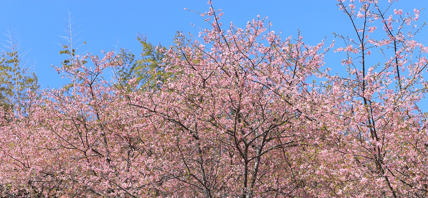 春の訪れを表す一面の桜