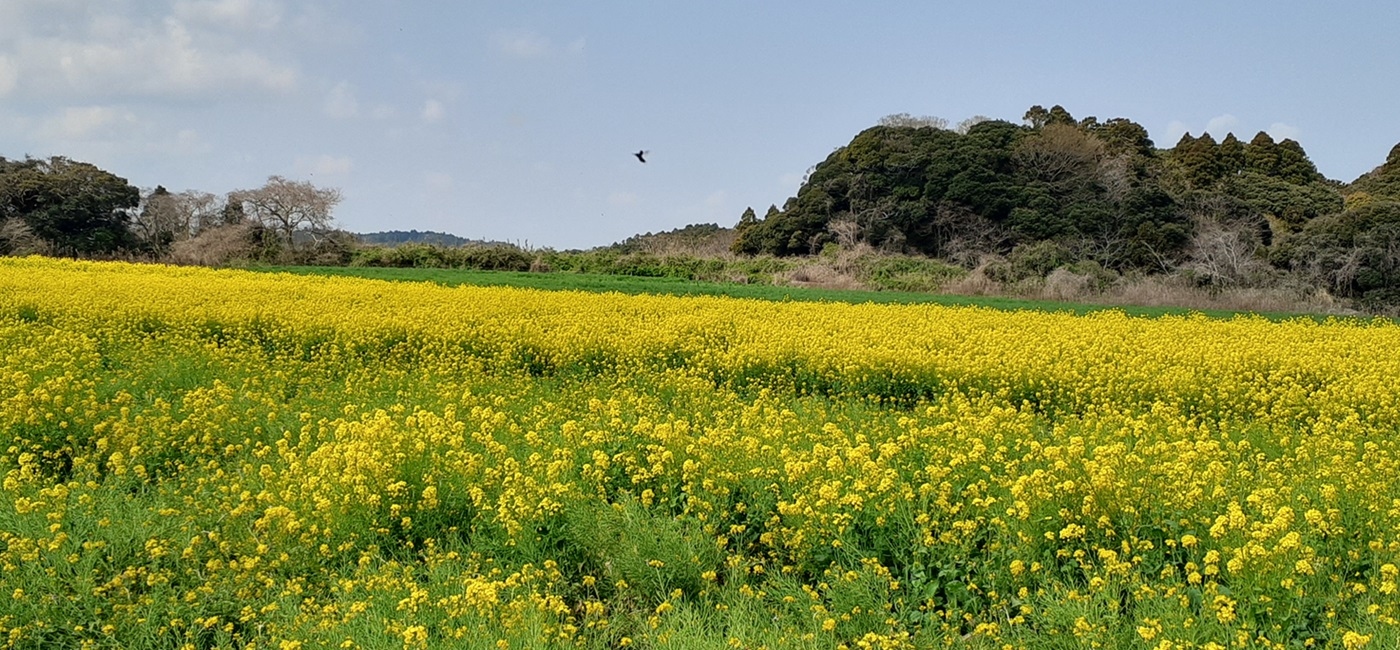 一面に広がる菜の花畑