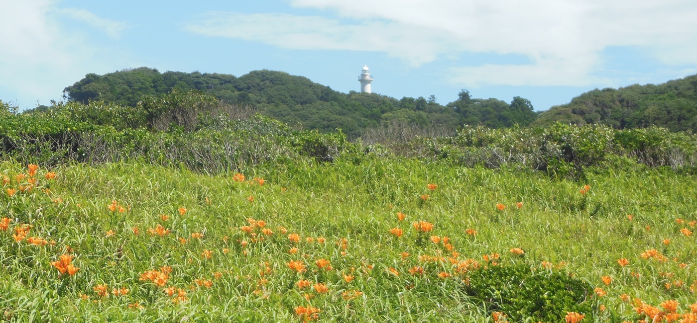 太東海岸付近に咲くスカシユリ