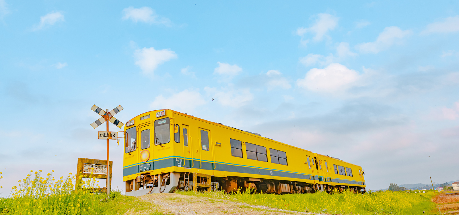 晴天で満開の菜の花の中を走るいすみ鉄道