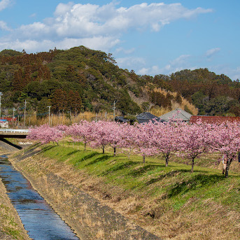 布施の千本桜