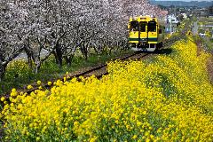 桜と菜の花に包まれて走る『いすみ鉄道』
