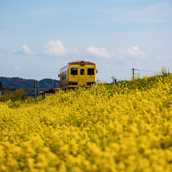 いすみ鉄道と菜の花