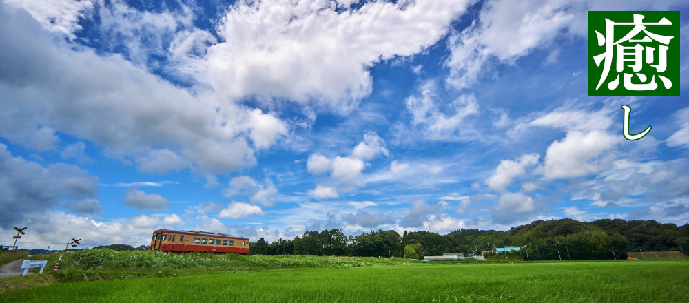 癒し:いすみ市新緑の田園を走るいすみ鉄道の写真