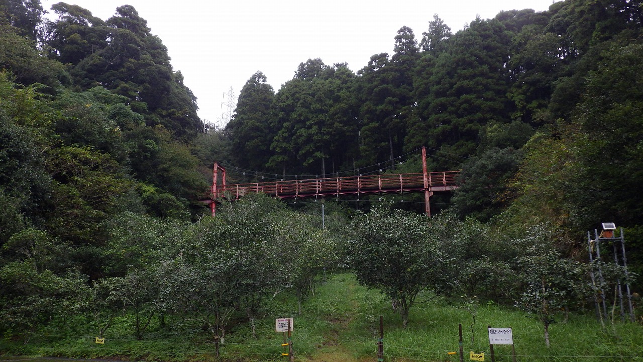 椿公園の椿の木が手前に写っており、椿公園のメインとなる赤い橋が奥に写っています。