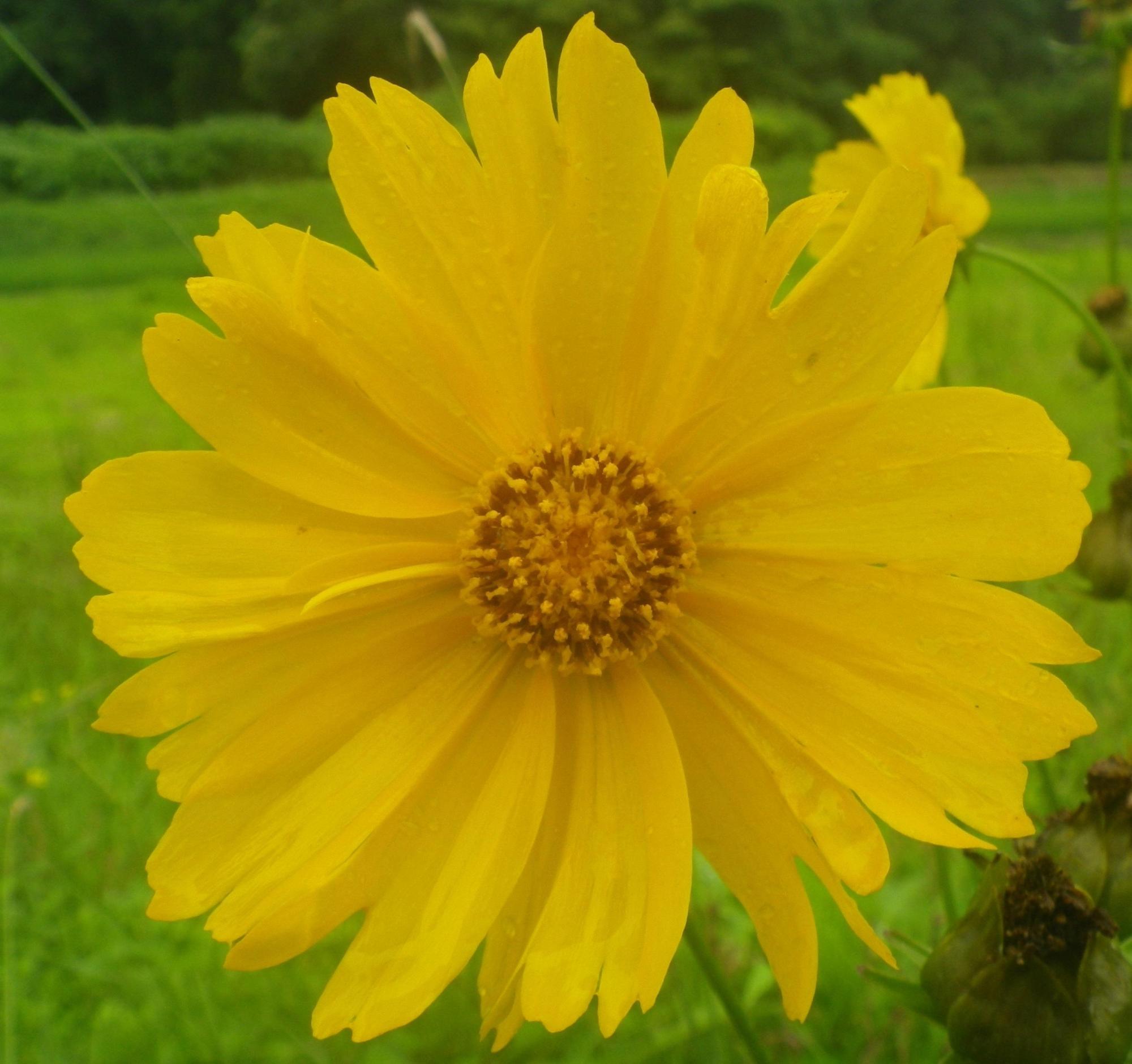 地面の緑を背景に、黄色い花びらに細かく水滴がついているオオキンケイギクのアップの写真