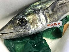 いすみ産船上活〆サワラ
