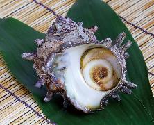 いすみ産大さざえ