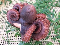 太東・大原産真蛸