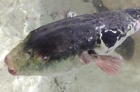 大原産天然トラフグ