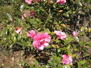明るい日差しの中で、ピンク色の椿の花が光沢のある葉の中にいくつも咲いている写真
