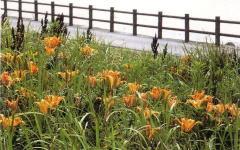 緑色の草が生い茂る中に、何十ものオレンジ色の花が咲き、その奥に柵が立っている太東海浜植物群落の写真