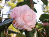ボリュームある白みがかった薄ピンクの花びらが幾重にも盛り重なって密集した、一輪の椿の花の写真