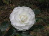 真っ白な花びらが幾重にも折り重なるように広がり塊になって咲いている、一輪の椿の花の写真