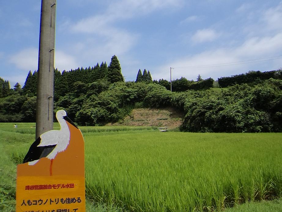 青々とした水田の手前に立つ、コウノトリの立て看板の写真