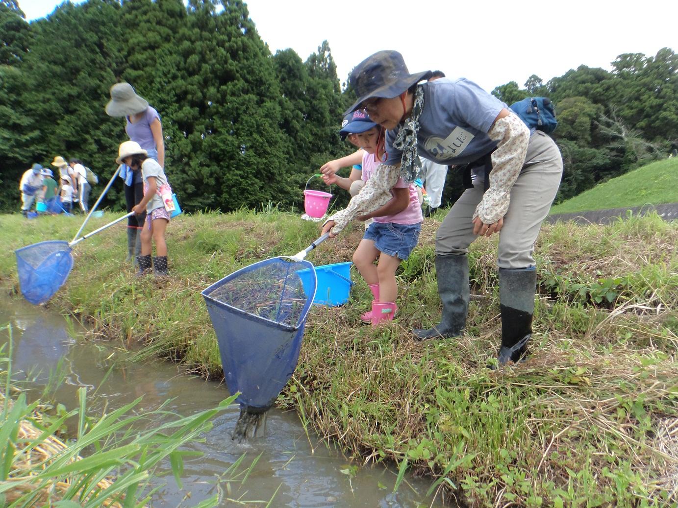 田んぼ脇の水路の生き物を網ですくおうとする親子たちの写真