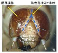 ツマジロクサヨトウ幼虫頭部に「網目模様」と「淡色部は逆Y字状」であると説明されている写真