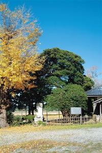 快晴の青空の下、鮮やかな黄色い葉のイチョウの木の右側で、柵に囲まれた中に堂々と立つイヌマキの木の写真