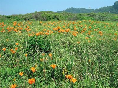 青空の下で緑豊かな大地と咲き誇るオレンジ色の小さな花のコントラストが綺麗な太東海浜植物群落の写真