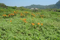 快晴の青空のもと、山々に囲まれた豊かな緑の草花に混じりオレンジ色の花がまばらに咲く様子の太東海浜植物群落の写真